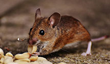 24 Hour & Emergency Exterminators in Norwood, IL